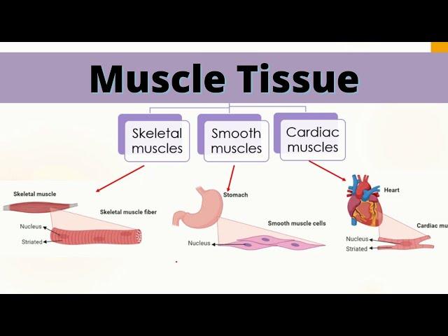 Muscle tissue | Types, Structure and Function