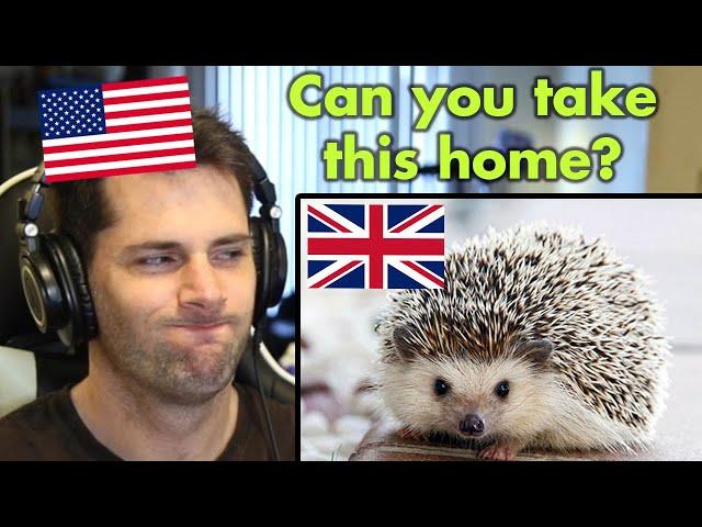 American Reacts to British Animals and Wildlife (Part 1)