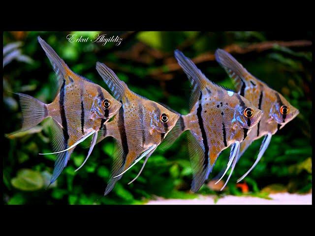 Planted Tank With Angelfish