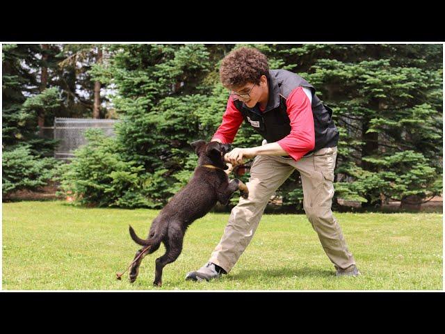 Advanced Obedience with Incredible Focus!