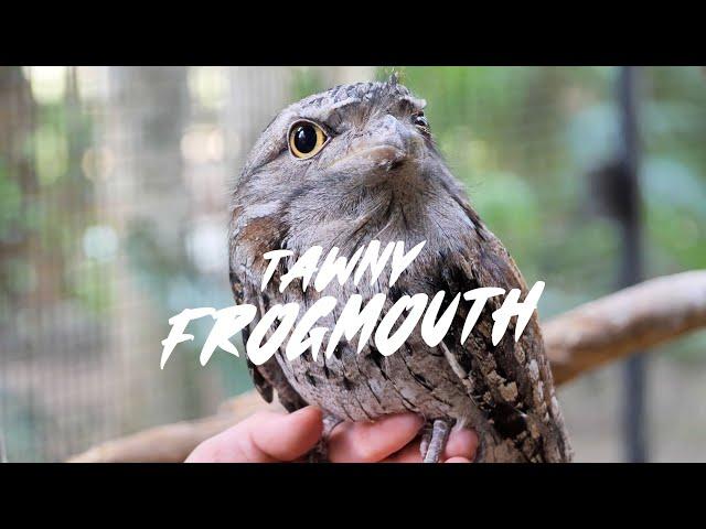 Tawny Frogmouth