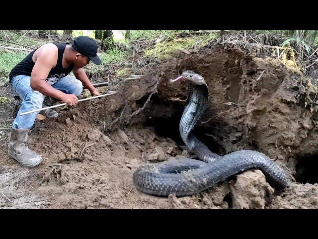 SCARY..!! THE APPEARANCE OF THE BLACK COBRA KING MONSTER | SNAKE | RESCUE | MANDA ADVENTURE