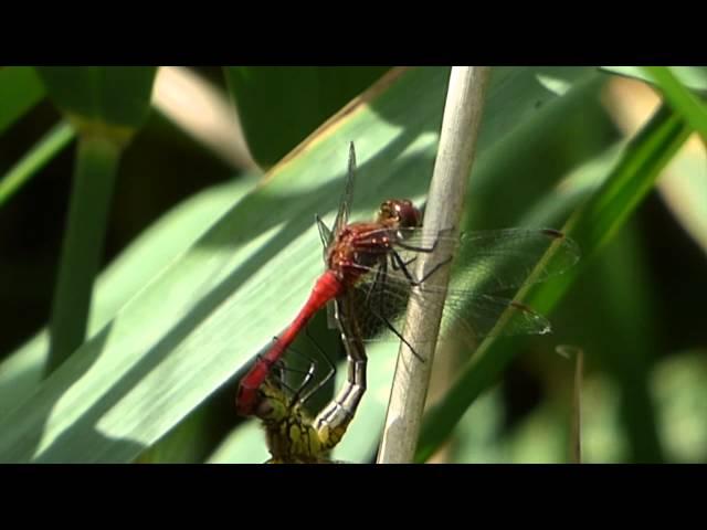 Ruddy Darter Mating Behaviour