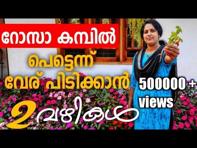 റോസ് ചെടിയുടെ കമ്പ് ഇങ്ങനെ ഒന്നും നാട്ടുനോക് |How to plant the stem of a rose plant