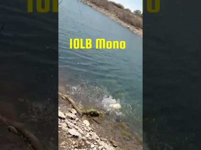 10Lb Mono Vs 12Lb Fluoro (Serious Fail!!!) #Shorts #YoutubeShorts #Fail