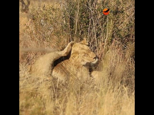 Two brothers, bonded by blood and destiny.  #wildlife #krugersafari #animals #lion #lionsightings