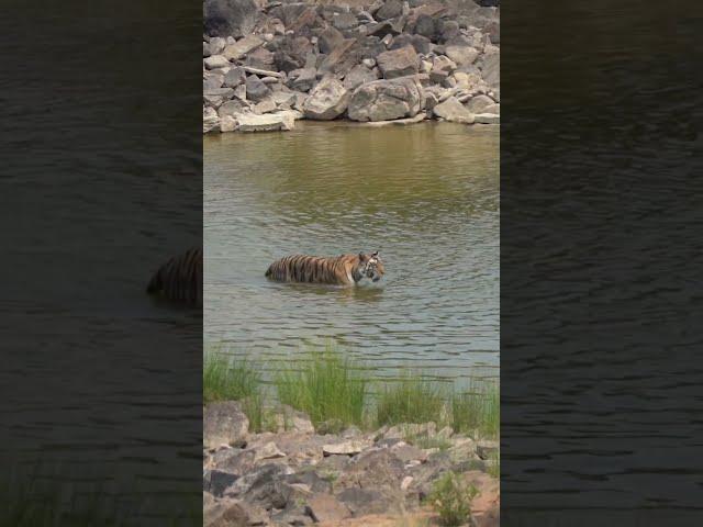 141 tigeress crossing Ken river at Panna #wildlifesafari #wildlife #panna #pannanationalpark