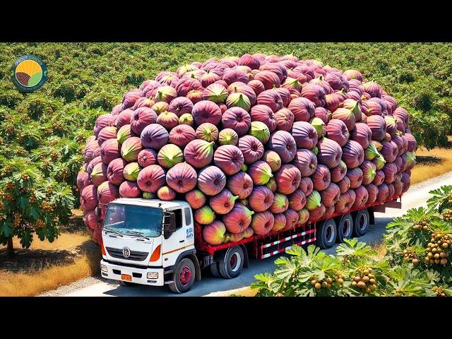 How Japanese Farmers Harvest Giant Figs: Innovative Cultivation Technology | Farming Documentary