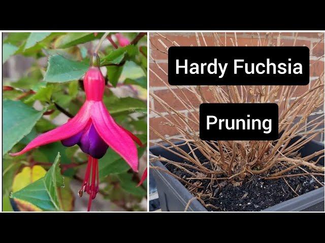 How to prune hardy fuchsia plants - container flower gardening