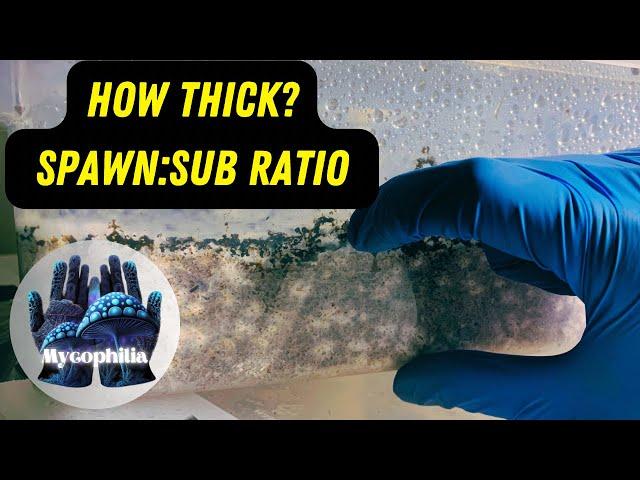 How to MAXIMIZE yield! What’s the Best Spawn to Sub Ratio? How Thick Should Your Substrate Be?