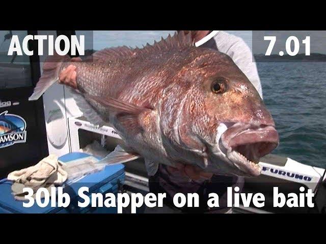 30lb snapper on a livebait