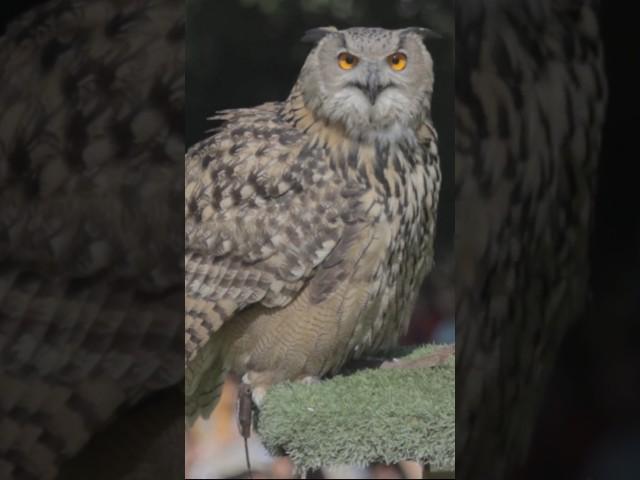 Owl Sound 