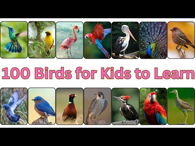 100 Bird Names | 100 Bird Names Every Kid Should Know