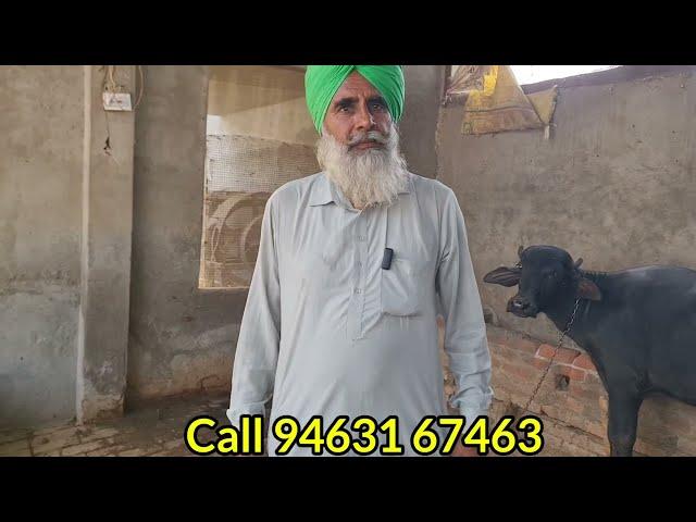 ਬਾਪੂ ਦੇ ਘਰ ਦੀ ਮੱਝ ਵਿਕਾਉ  Bawa dairy farm