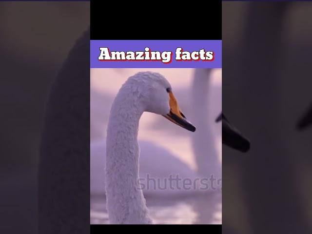Top 3 Amazing Facts    #facts #amazingfacts #in hindi