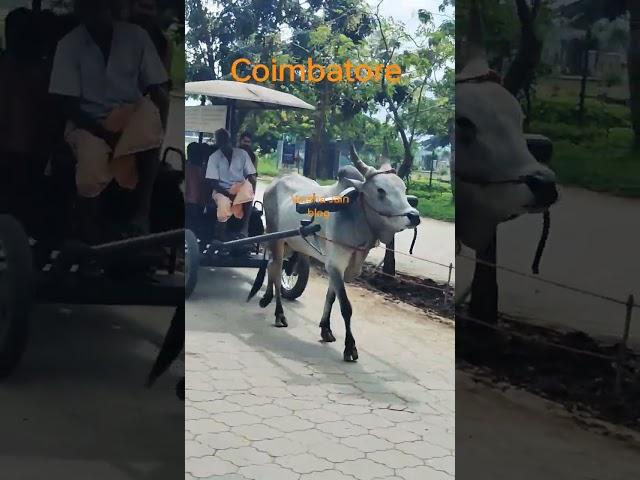 Aadi Yogi  //  Coimbatore // #shorts #ytshorts #viralvideo