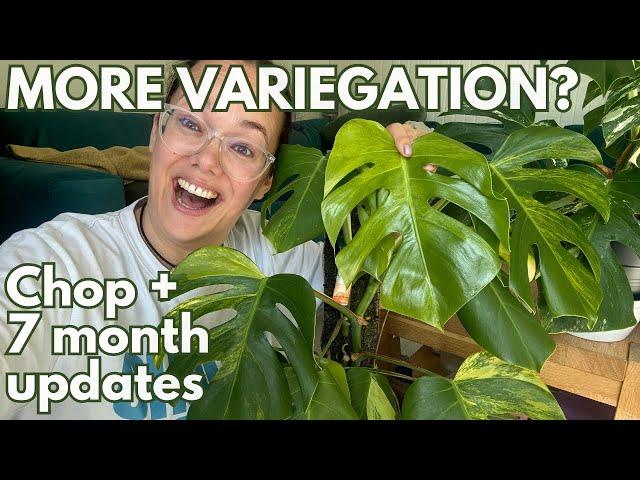 Improving Variegation? Cutting up my Monstera aurea with 7 months of updates | Plant with Roos