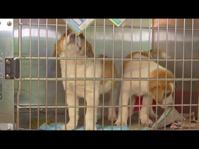 Montrose Elementary students raise money for Kanawha-Charleston Humane Association