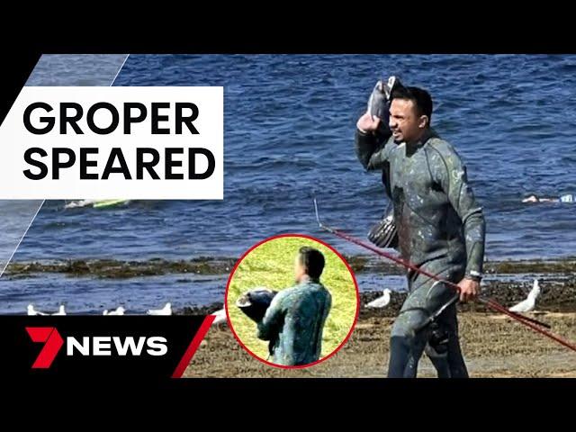 Cronulla locals furious after Gus the groper illegally speared off Oak Park Beach | 7 News Australia