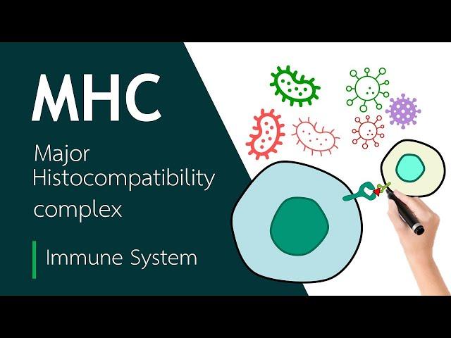 Major Histocompatibility Complex ¦ Basic Science Series Official