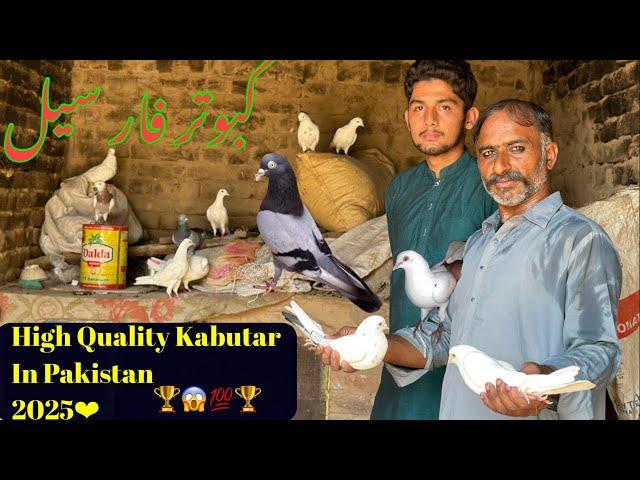 Dara Waley Kabutar High Quality || Chatri Wale Pigeon 2025 