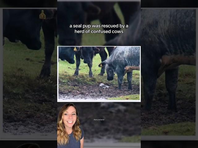 Seal pup rescued by confused cows  #shorts #seals #cows