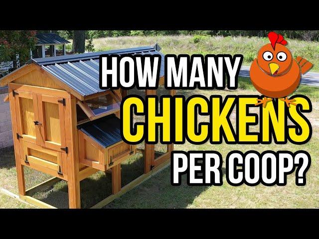 How many chickens fit in a coop? The real answer!