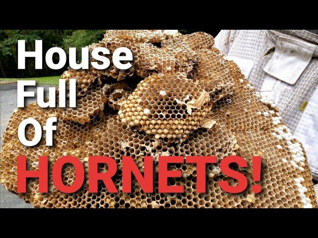 MASSIVE European Hornets INFESTATION! | THOUSANDS of HORNETS! | SWARM