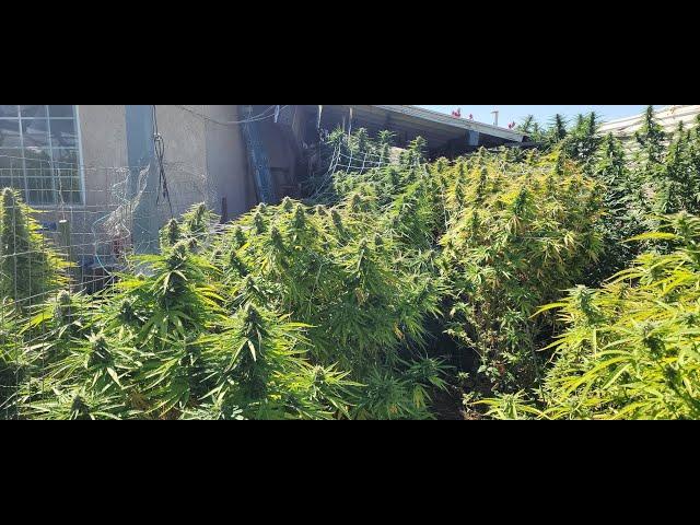 Almost Harvest Time for Skunk and Maui's, Blue Dreams are lagging behind, Smoke the Ganja & Be Happy