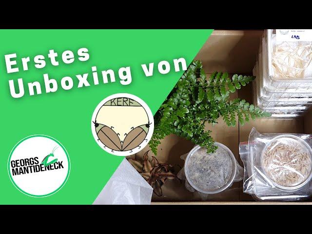 Erstes Unboxing von Kerf Terraristik Onlineshop - Mit neuer Mantidenart!