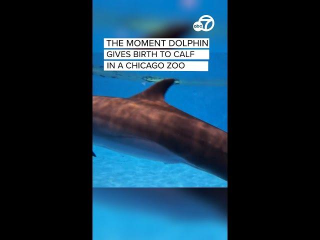The moment dolphin gives birth to calf in a Chicago zoo
