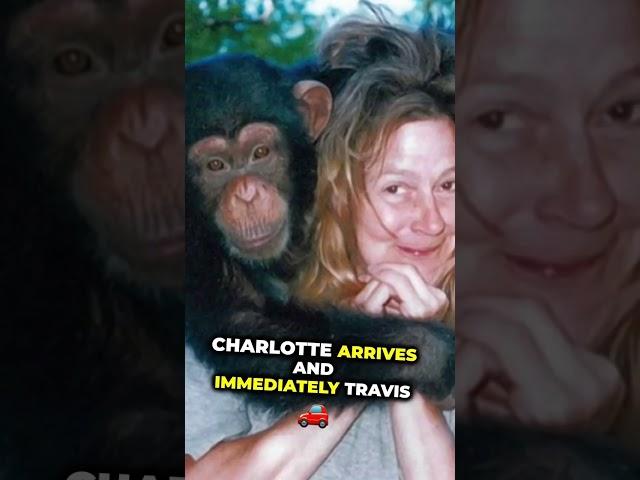 A monkey destroys her face Charla Nash - Travis the chimp