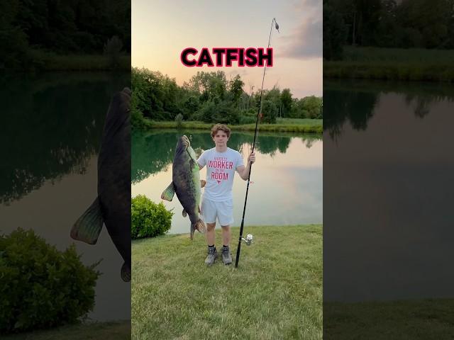 WHAT To Use To Catch Catfish!!  #shorts #fishing