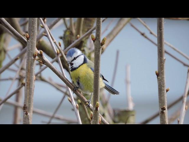 Blaumeise Gesang