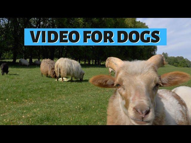 DOG TV SHEEP | Relaxing Video For Dogs: Baaing Sheeps & Lambs