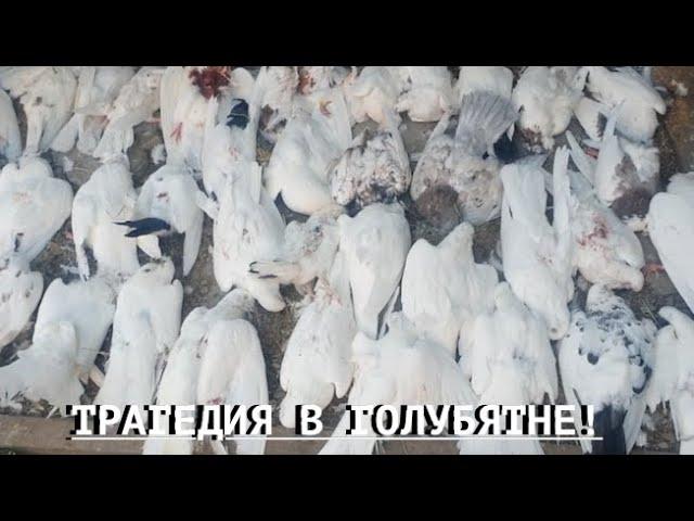 Трагедия в моей голубятне!