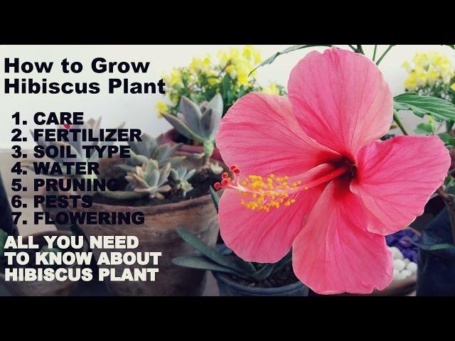 How to Grow Hibiscus Plant(Full Information with Tips)