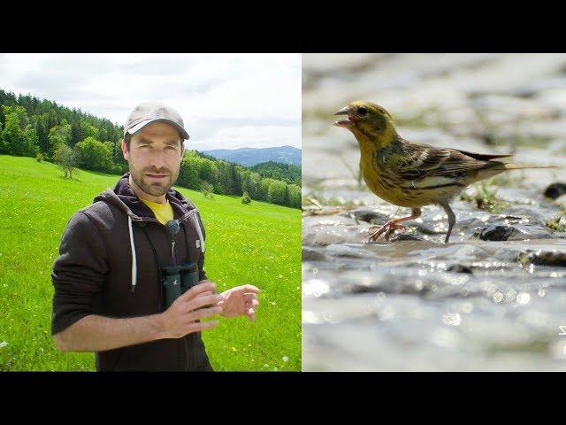 European Farmland Birds Are Disappearing | #gobirdingvlog 3