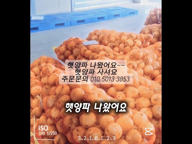 햇양파  저상성좋고 단단하고   주문받아요 ㅎㅎ #양파 #햇양파 #제철과일 #짱아치