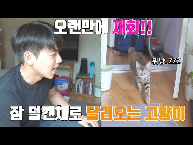 고양이가 오랜만에 집사를 만나면??? (feat. 셀카타임) [준디 JD]