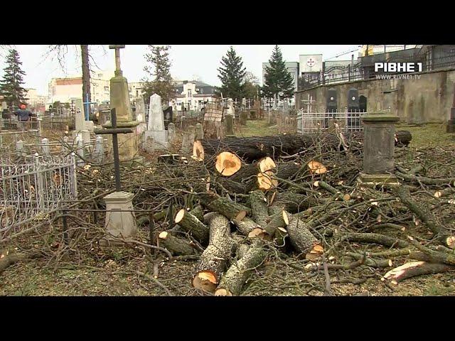 Скандал з деревами на грабнику у Рівному: наруга чи необхідність?