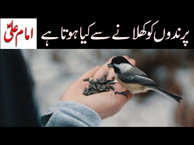 Prindon ko Anaj Khilana | Imam Ali as | Birds feeding | Mehrban Ali | Mehrban TV