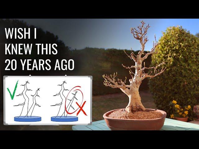 5 Pruning Secrets they don't teach you in Bonsai School