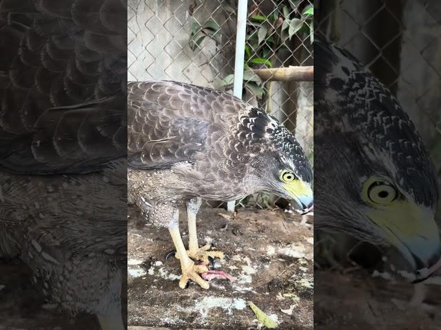 #Hawk #Eagle #Owl #Wildlife #Animal #EagleHawkOwl hawk vs snake, Owl vs snake fight, Eagle Vs Snake,