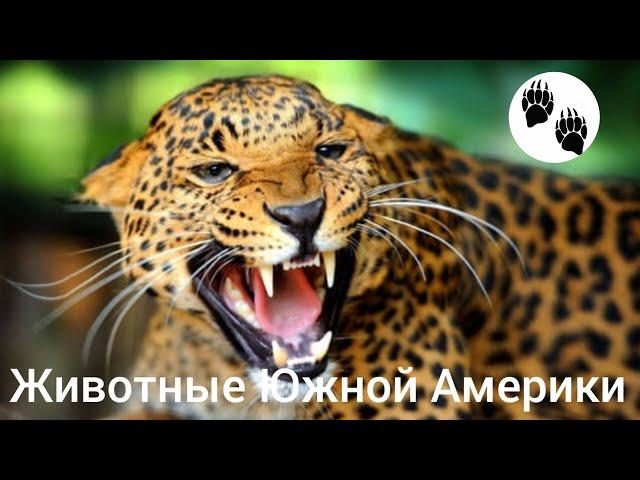 Необычные животные Южной Америки. Документальный фильм о животных