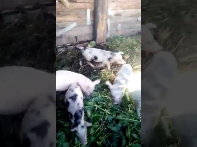 Хрюшки