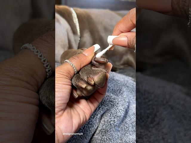 Cleaning My Dogs Funky Frito Paws ASMR