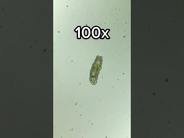 Tardigrade at 0x, 40x, 100x and 400x magnification!