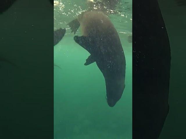 Seals Snorkeling In Hout Bay Cape Town: What A Beautiful Day!!!