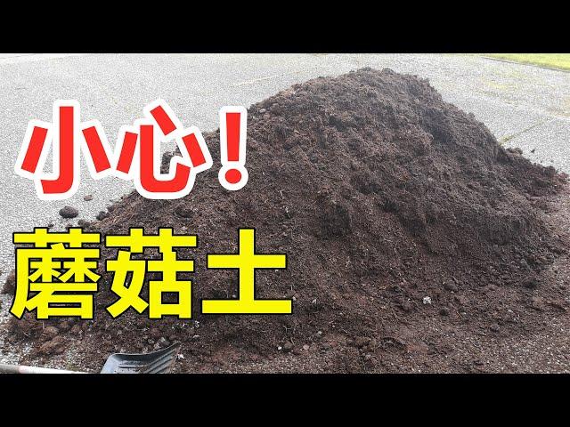 种蘑菇的土不简单, 什么是蘑菇土, 种菜正确使用办法 mushroom manure